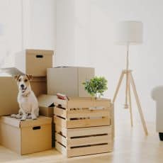 dog-on-top-of-moving-boxes